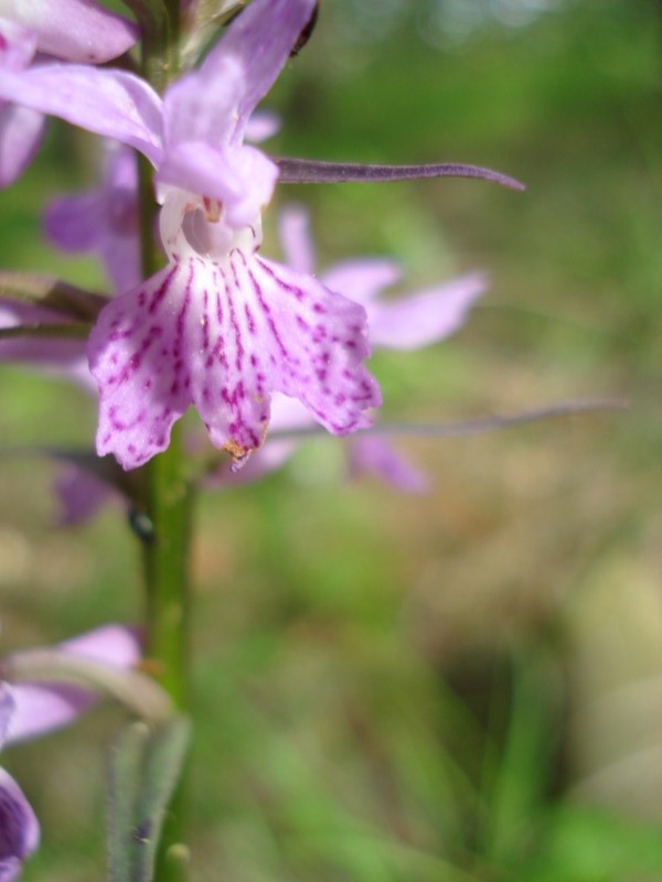 Dactylorhiza maculata ?