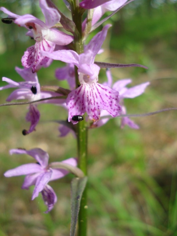 Dactylorhiza maculata ?