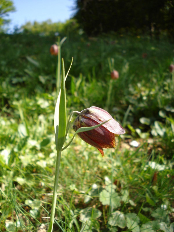 Fritillaria montana (=orsiniana) / Meleagride orientale