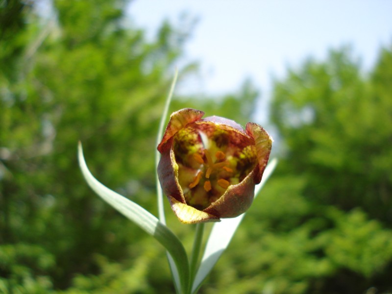 Fritillaria montana (=orsiniana) / Meleagride orientale