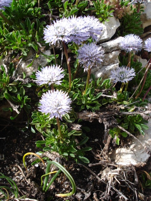 Globularia cordifolia / Vedovelle celesti