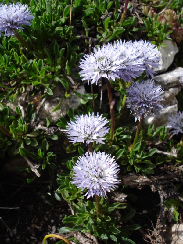 Globularia cordifolia / Vedovelle celesti