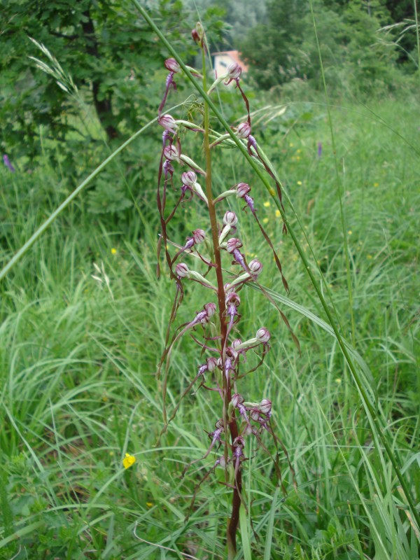 Himantoglossum hircinum  subspec. adriaticum