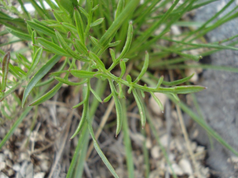 Edraianthus graminifolius / Campanula graminifolia