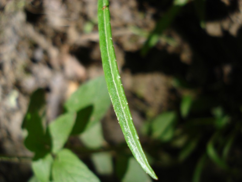 Campanula persicifolia / Campanula con foglie di pesco