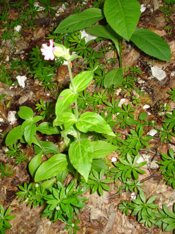 sottobosco FAGGETA -  Silene dioca