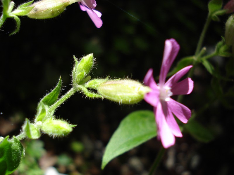 sottobosco FAGGETA -  Silene dioca