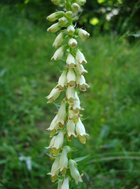 Digitalis micrantha