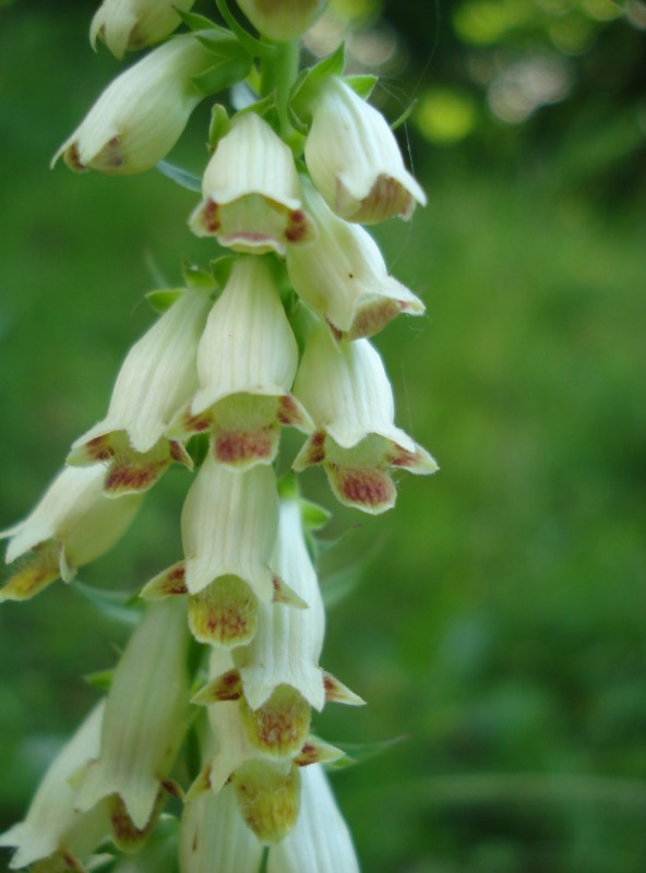 Digitalis micrantha