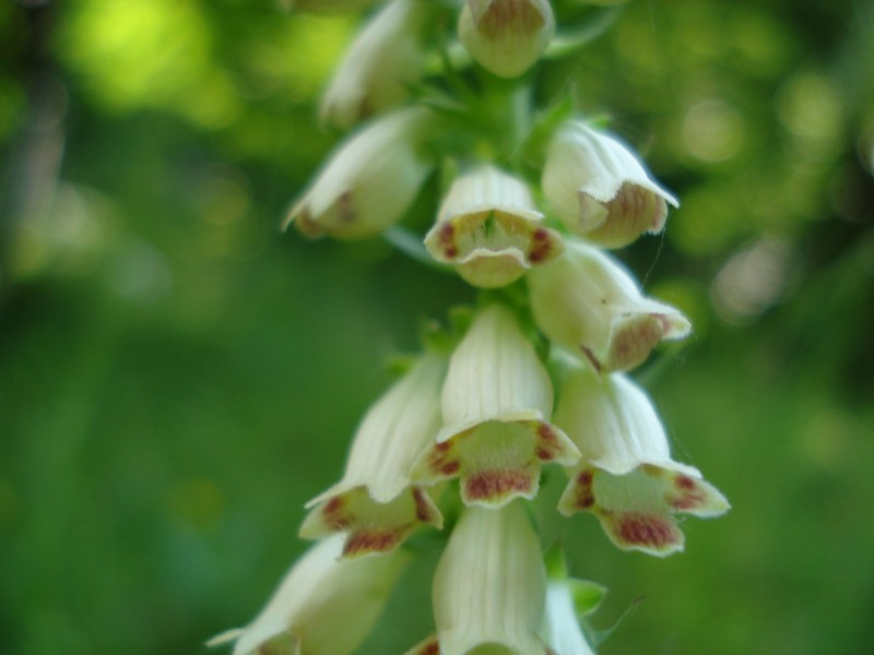 Digitalis micrantha