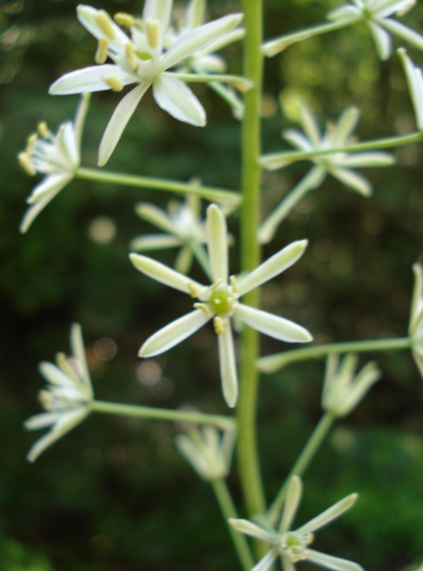 Loncomelos pyrenaicus