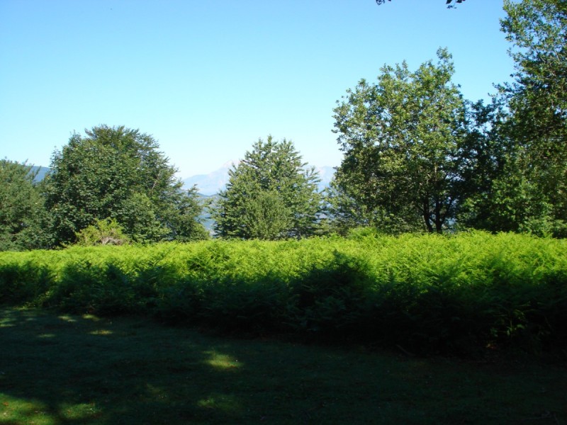 Distese di Pteridium aquilinum vicino al Bosco di Martese..