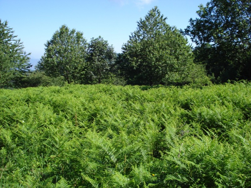 Distese di Pteridium aquilinum vicino al Bosco di Martese..