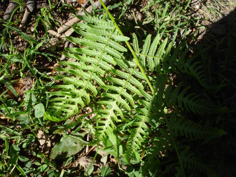 Distese di Pteridium aquilinum vicino al Bosco di Martese..