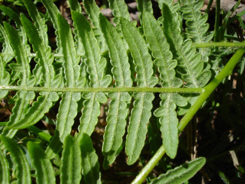 Distese di Pteridium aquilinum vicino al Bosco di Martese..