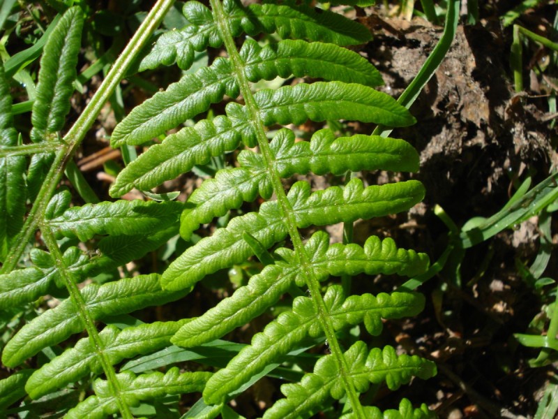 Distese di Pteridium aquilinum vicino al Bosco di Martese..