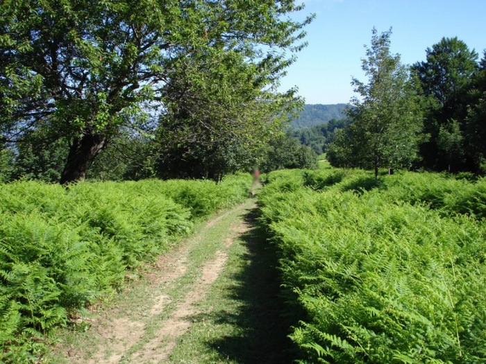 Distese di Pteridium aquilinum vicino al Bosco di Martese..