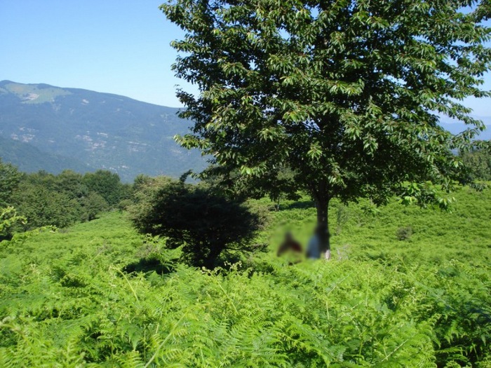 Distese di Pteridium aquilinum vicino al Bosco di Martese..