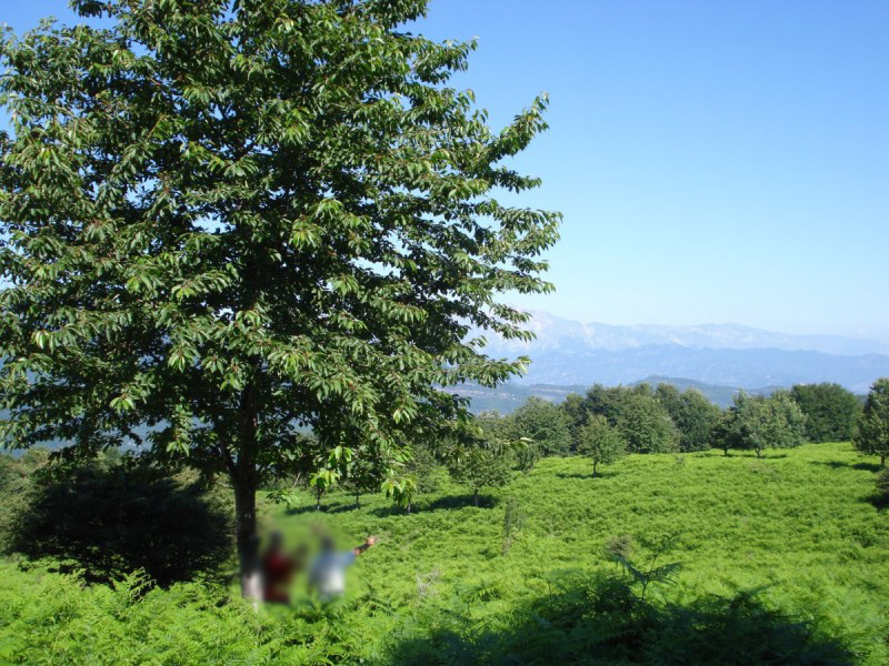 Distese di Pteridium aquilinum vicino al Bosco di Martese..