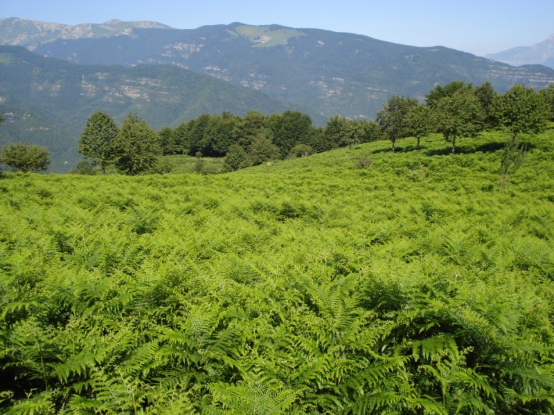 Distese di Pteridium aquilinum vicino al Bosco di Martese..