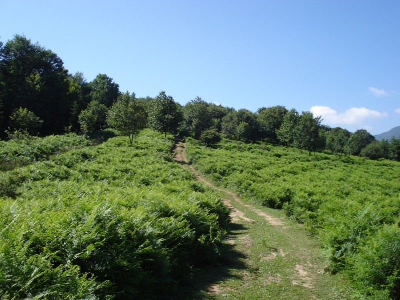 Distese di Pteridium aquilinum vicino al Bosco di Martese..