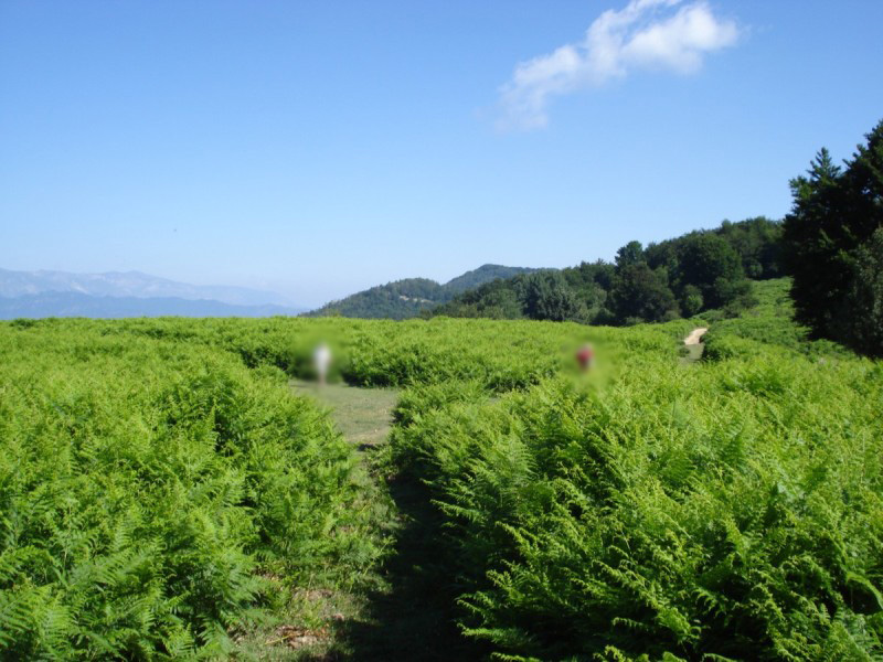 Distese di Pteridium aquilinum vicino al Bosco di Martese..