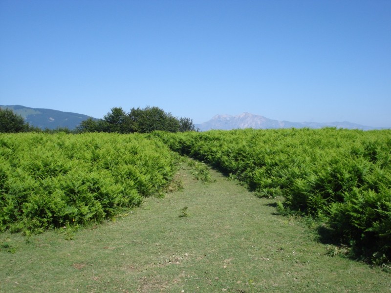 Distese di Pteridium aquilinum vicino al Bosco di Martese..