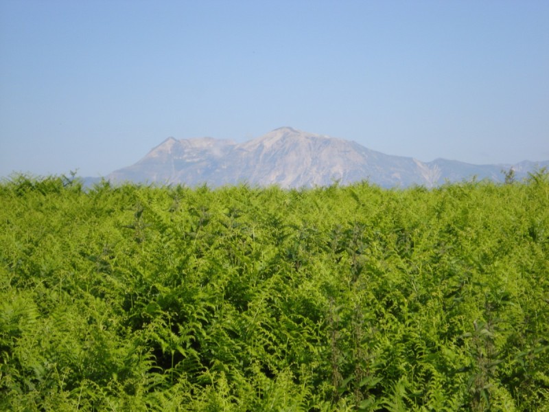 Distese di Pteridium aquilinum vicino al Bosco di Martese..