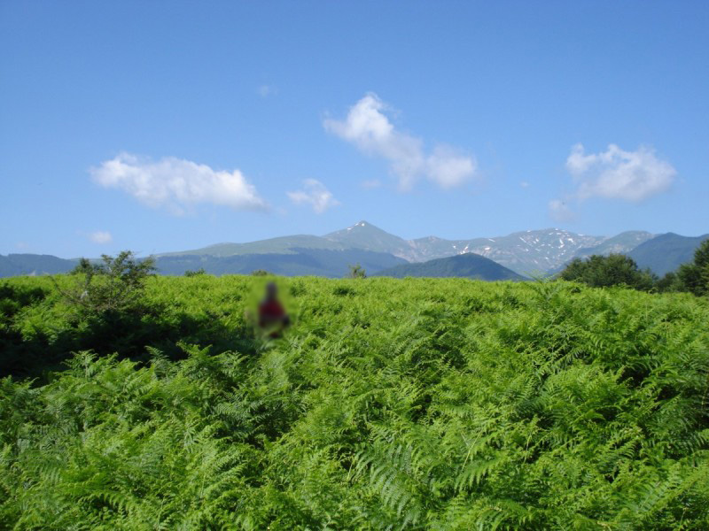 Distese di Pteridium aquilinum vicino al Bosco di Martese..