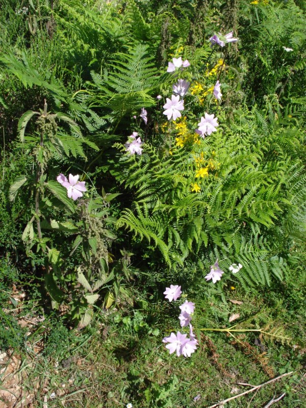 Malva moschata