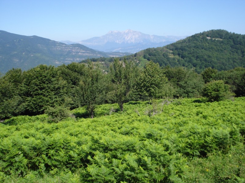 Distese di Pteridium aquilinum vicino al Bosco di Martese..