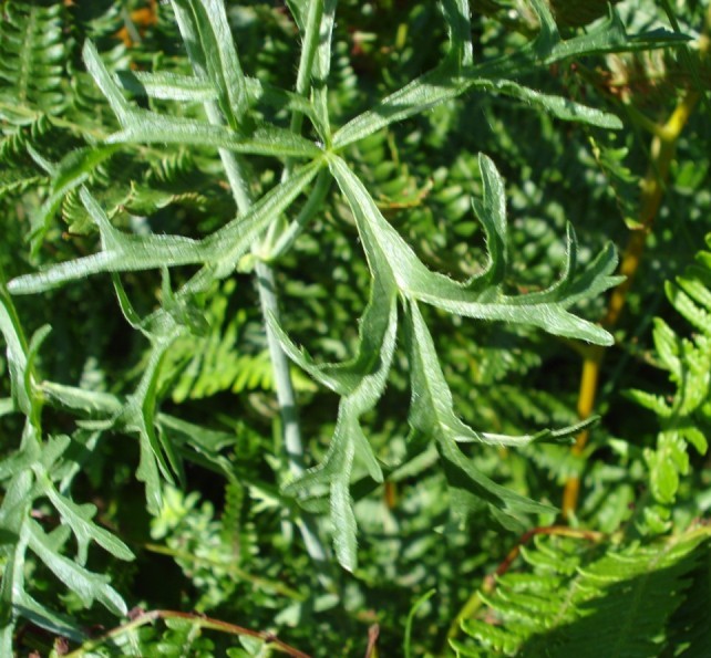 Malva moschata