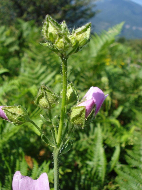 Malva moschata