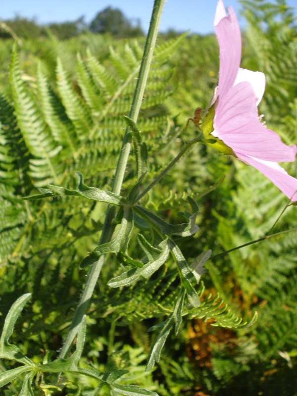 Malva moschata