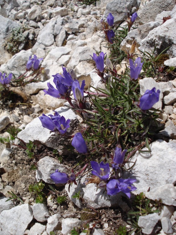 Edraianthus graminifolius / Campanula graminifolia