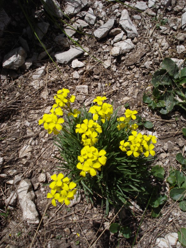 erysimum cfr. majellense