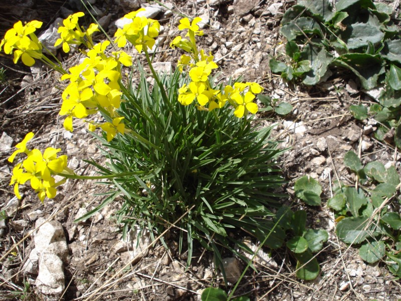 erysimum cfr. majellense