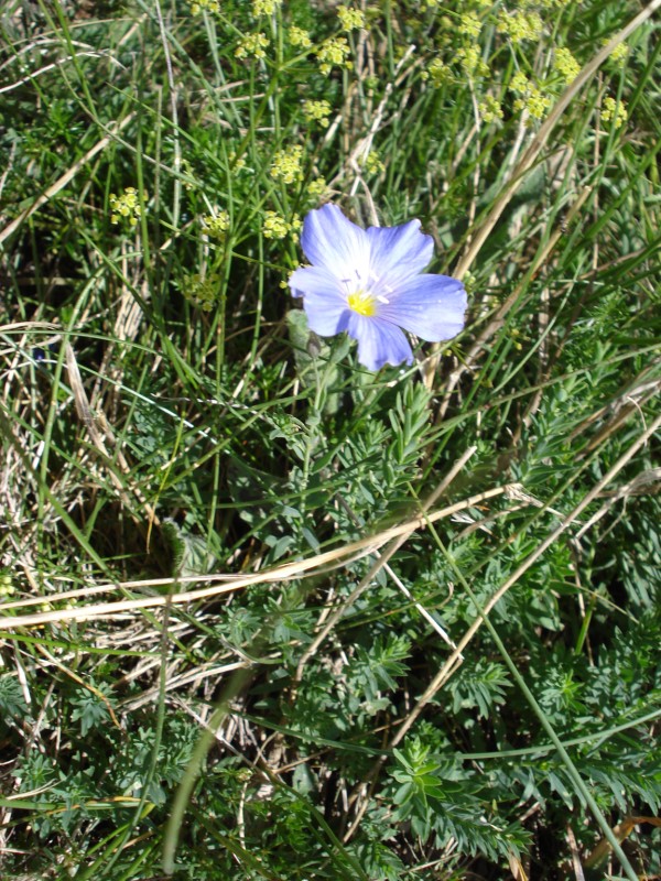 Trovata a 2200 m circa ,suolo calcareo: Linum alpinum