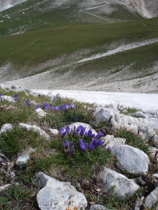 Edraianthus graminifolius / Campanula graminifolia