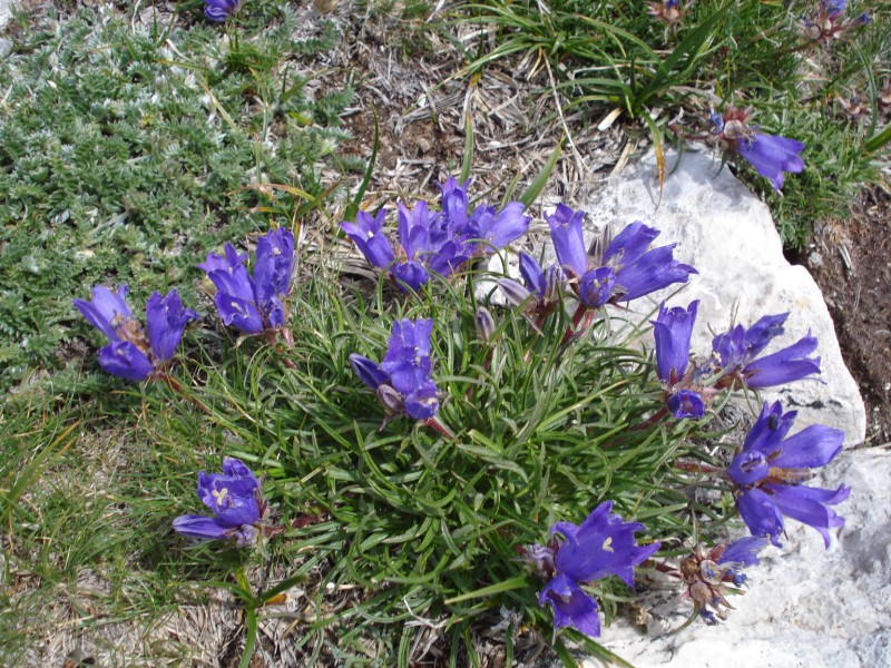 Edraianthus graminifolius / Campanula graminifolia