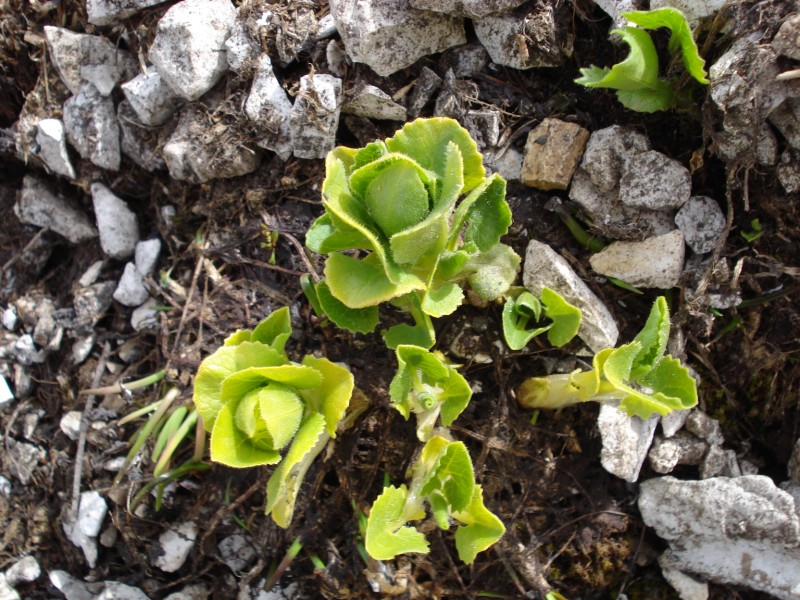 a pochi cm da lastra di neve - cfr. Doronicum columnae