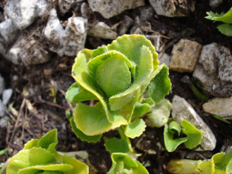 a pochi cm da lastra di neve - cfr. Doronicum columnae