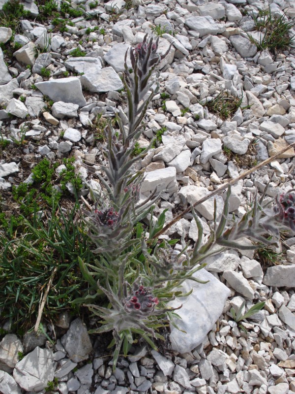 trovata a 2400 m in un ghiaione - Cynoglossum magellense