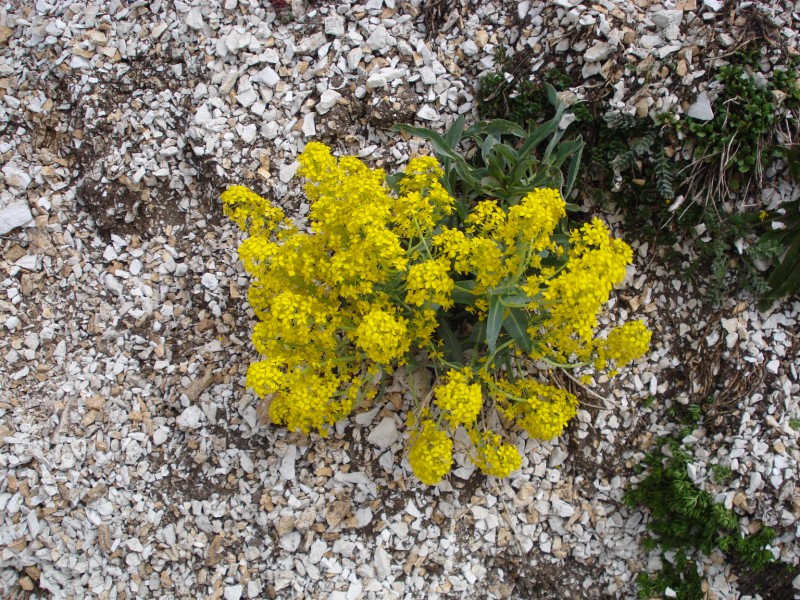 Isatis apennina (=Isatis allionii) / Glasto di Allioni