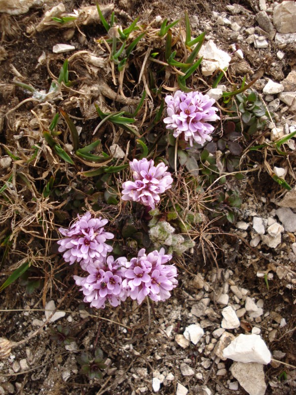 Noccaea stylosa (=Thlaspi stylosum) / Erba storna appennina