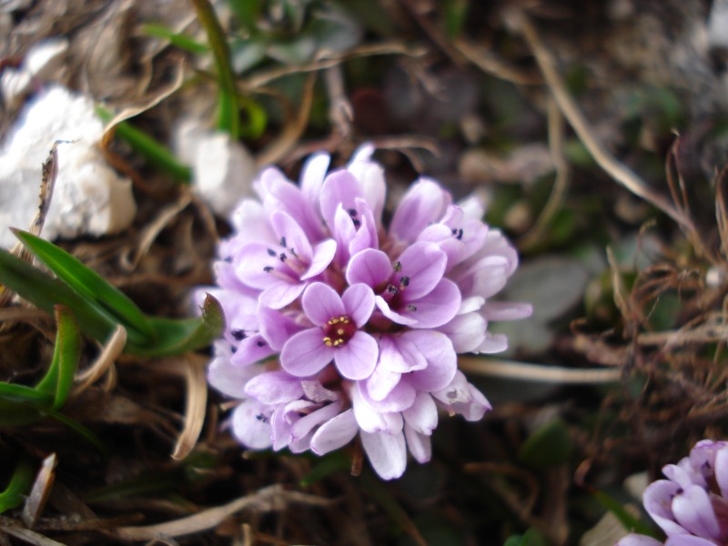 Noccaea stylosa (=Thlaspi stylosum) / Erba storna appennina