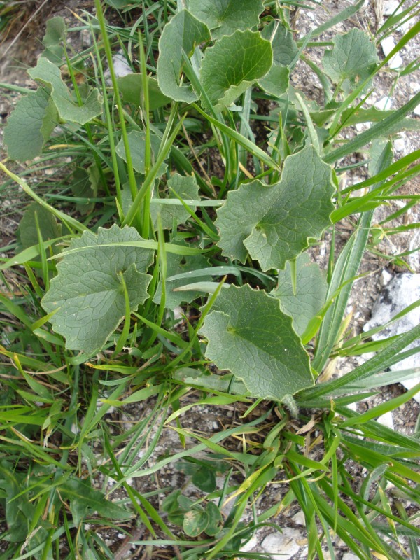 a pochi cm da lastra di neve - cfr. Doronicum columnae