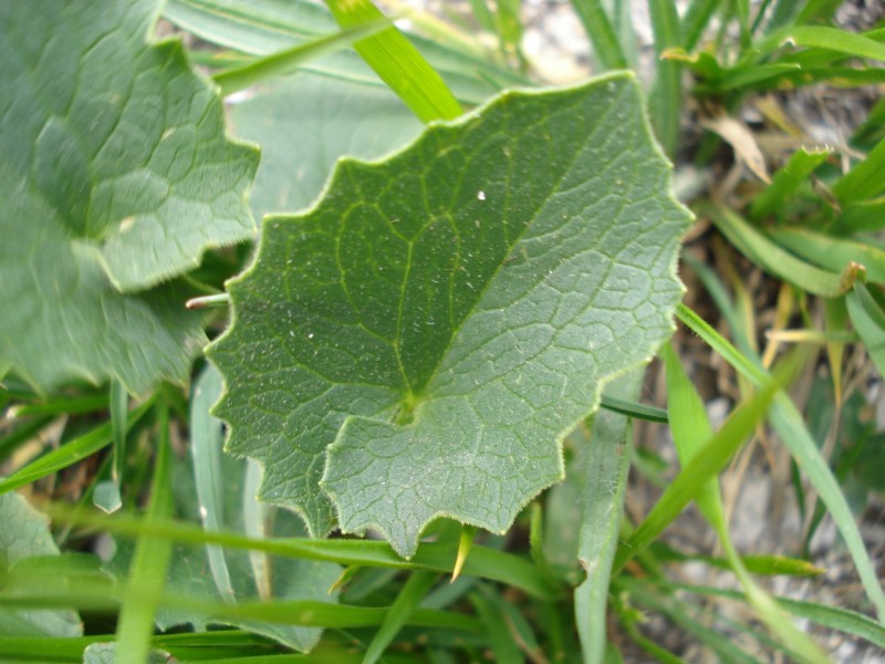 a pochi cm da lastra di neve - cfr. Doronicum columnae