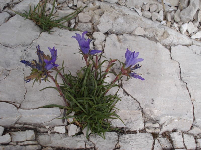 Edraianthus graminifolius / Campanula graminifolia