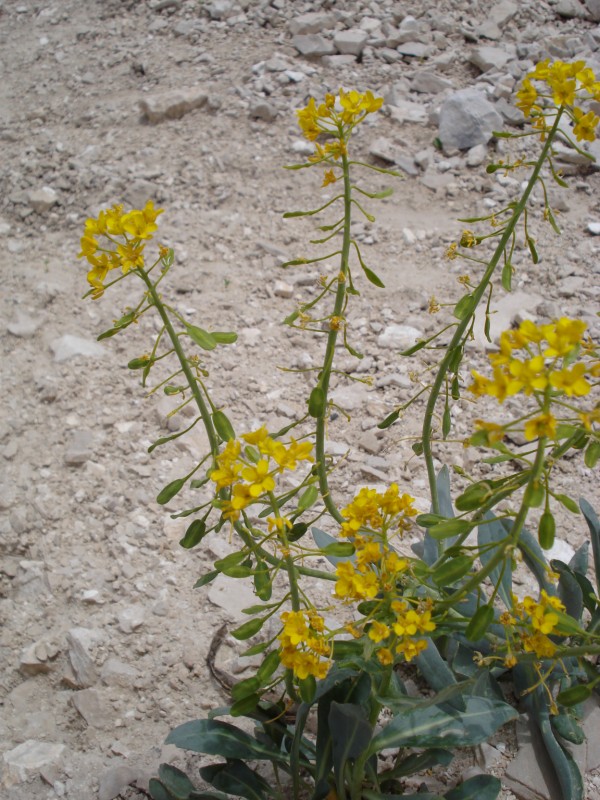 Isatis apennina (=Isatis allionii) / Glasto di Allioni